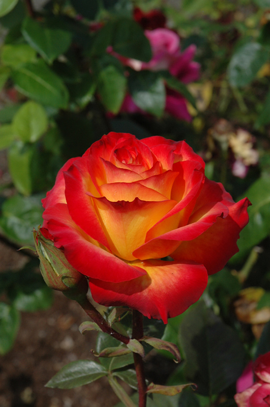 Perfect Moment Rose (Rosa 'KORwilma') at Tagawa Gardens