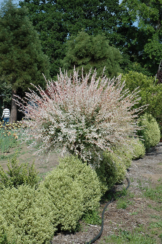 Tricolor Willow (tree form) (Salix integra 'Hakuro Nishiki (tree form)') at Tagawa Gardens