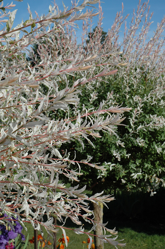 Tricolor Willow (tree form) (Salix integra 'Hakuro Nishiki (tree form)') at Tagawa Gardens