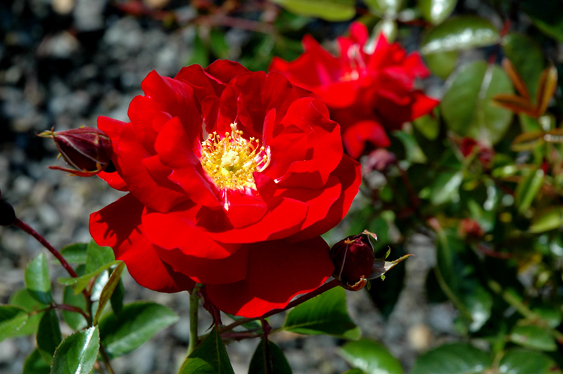 Red Ribbons Rose (Rosa 'Red Ribbons') at Tagawa Gardens