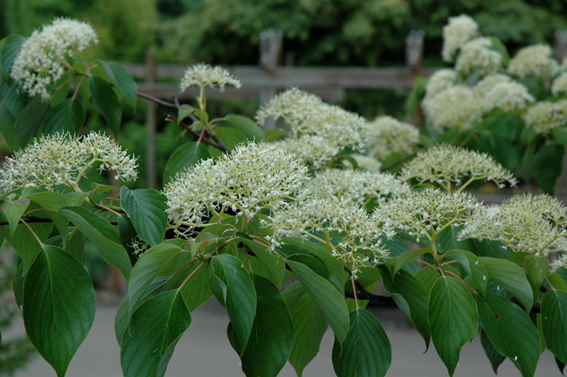 June Snow Giant Dogwood (Cornus controversa 'June Snow-JFS') in Denver ...