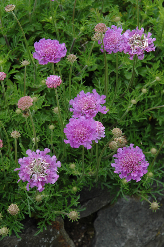 Vivid Violet Pincushion Flower (Scabiosa 'Vivid Violet') at Tagawa Gardens