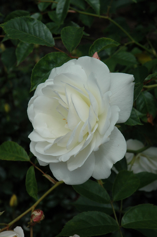 White Licorice Rose (Rosa 'White Licorice') at Tagawa Gardens