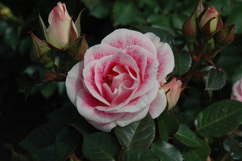 Whimsy Rose (Rosa 'WEKtebodoko') at Tagawa Gardens
