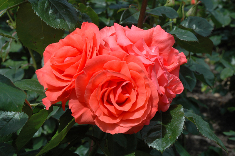 Marmalade Skies Rose (Rosa 'Marmalade Skies') at Tagawa Gardens