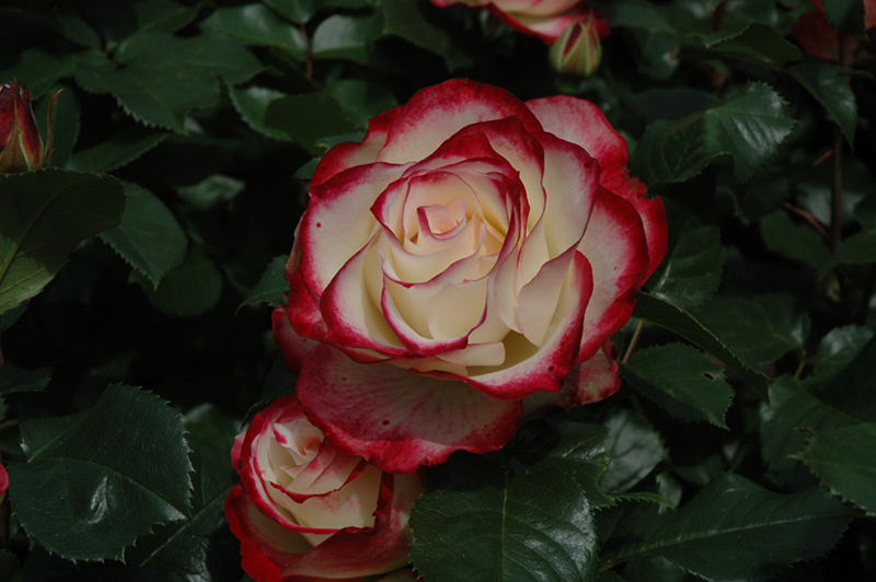 Cherry Parfait Rose (Rosa 'Cherry Parfait') at Tagawa Gardens