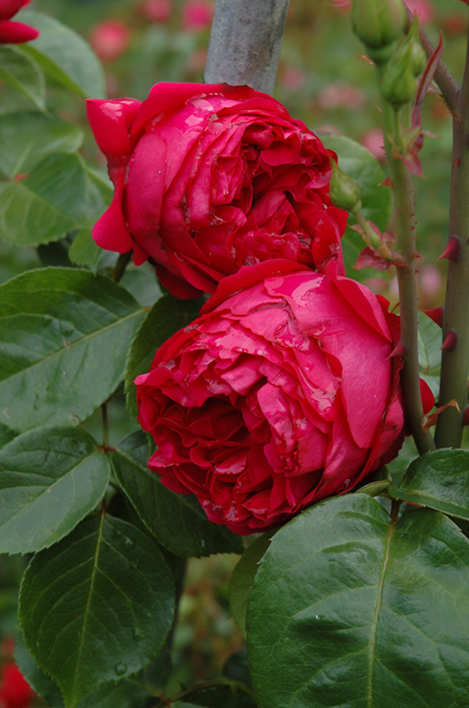 Red Eden Rose (Rosa 'Red Eden') at Tagawa Gardens