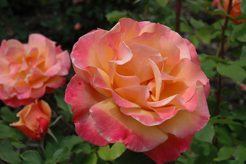 Tuscan Sun Rose (Rosa 'Tuscan Sun') at Tagawa Gardens