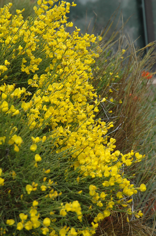 yellow spanish broom