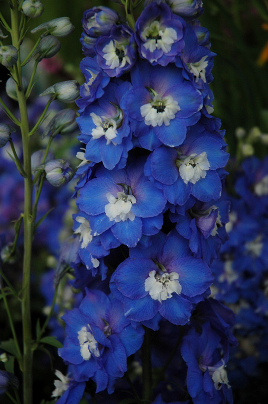 Aurora Blue Larkspur (Delphinium 'Aurora Blue') in Denver Centennial