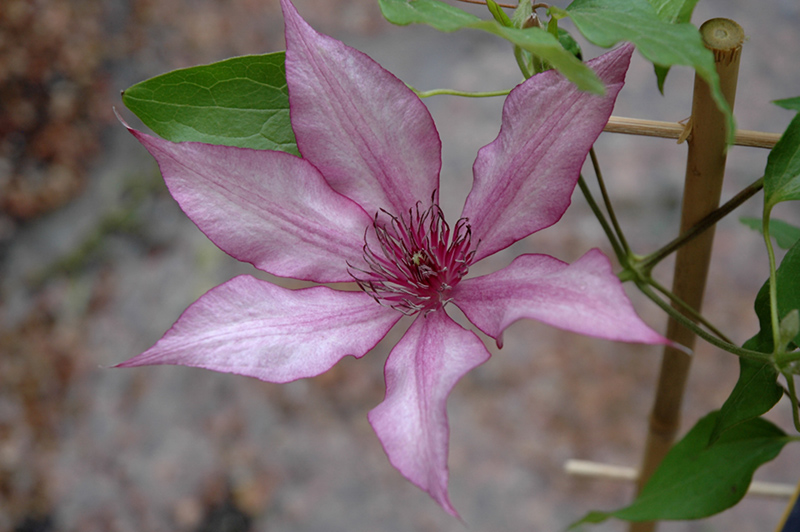 Giselle Clematis (Clematis 'Evipo051') at Tagawa Gardens