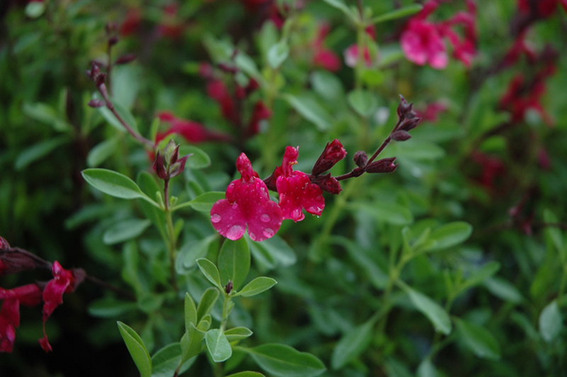 Furman's Red Texas Sage (Salvia greggii 'Furman's Red') at Tagawa Gardens
