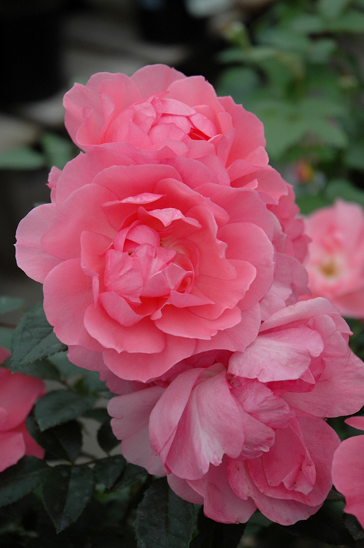 Passionate Kisses Rose (Rosa 'Meizebul') at Tagawa Gardens