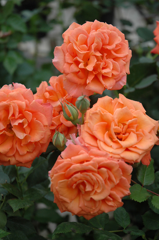 Adobe Sunrise Rose (Rosa 'Meipluvia') at Tagawa Gardens