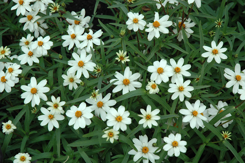 Star White Zinnia (Zinnia angustifolia 'Star White') at Tagawa Gardens