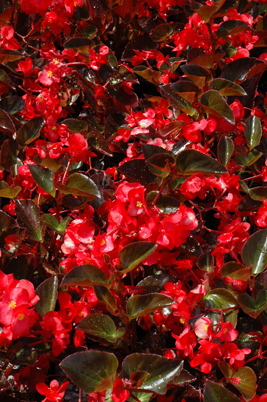 Big Red with Bronze Leaf Begonia (Begonia 'Big Red Bronze Leaf') at Tagawa Gardens