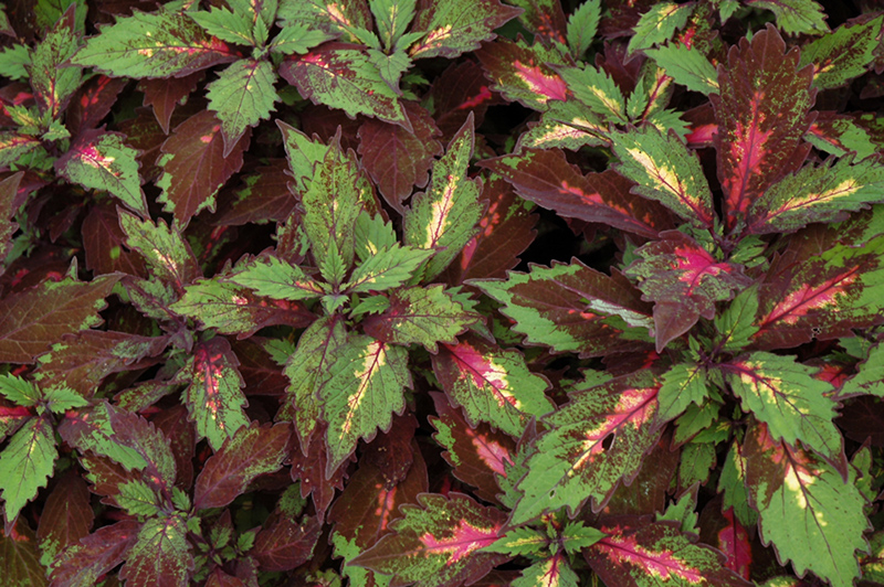 Marquee Special Effects Coleus (Solenostemon scutellarioides 'Special Effects') at Tagawa Gardens