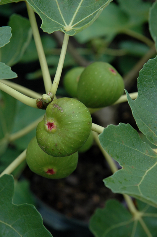 Common Fig (Ficus carica) at Tagawa Gardens
