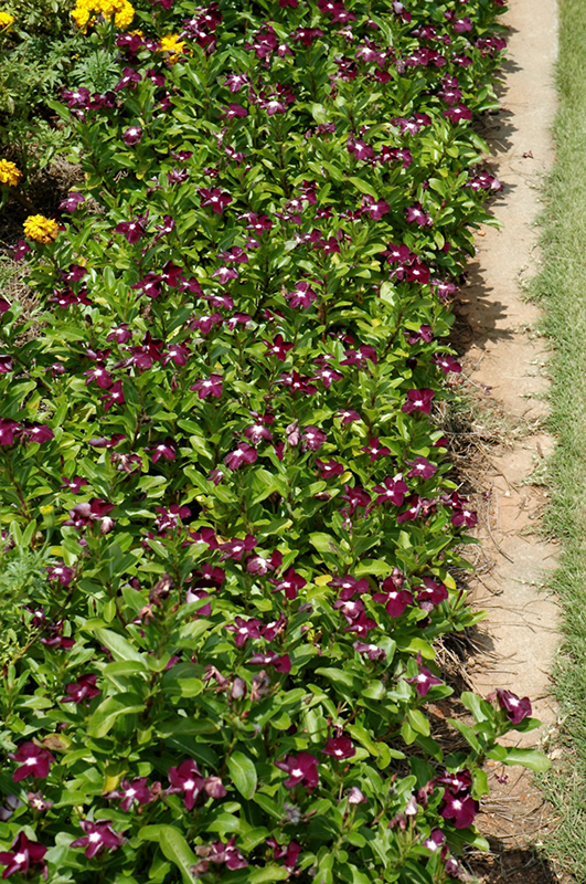 Jams 'N Jellies Blackberry Vinca (Catharanthus roseus 'PAS926830') at Tagawa Gardens