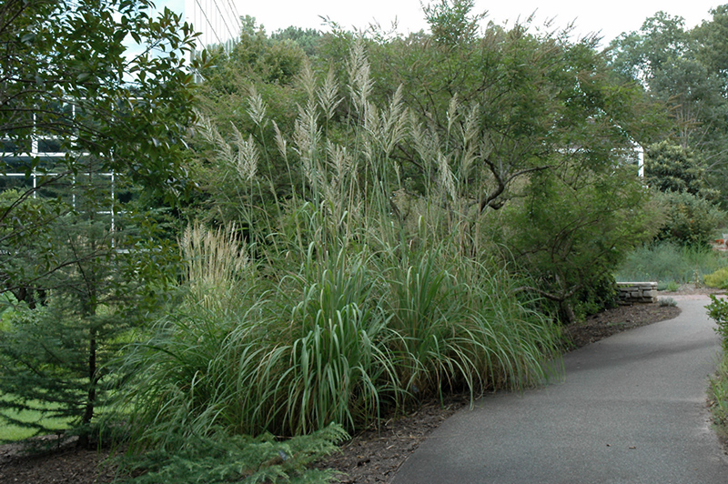 Hardy Pampas Grass (Erianthus ravennae) at Tagawa Gardens