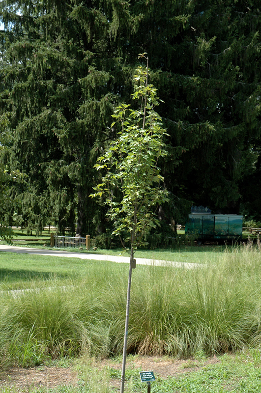 Armstrong Gold Red Maple (Acer rubrum 'JFS-KW78') at Tagawa Gardens