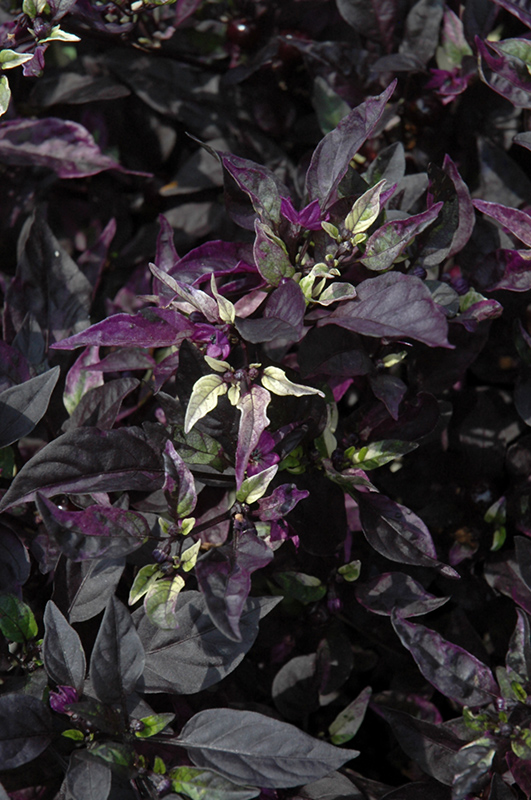 Purple Flash Ornamental Pepper (Capsicum annuum 'Purple Flash') at Tagawa Gardens