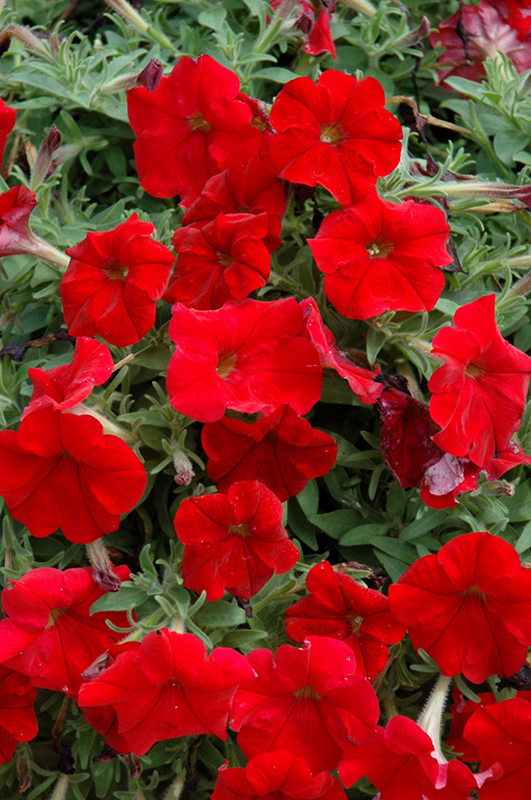 Headliner Red Petunia (Petunia 'Headliner Red') at Tagawa Gardens