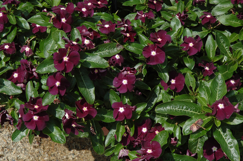 Jams 'N Jellies Blackberry Vinca (Catharanthus roseus 'PAS926830') at Tagawa Gardens