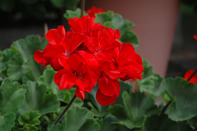 Tango Dark Red Geranium (Pelargonium 'Tango Dark Red') at Tagawa Gardens