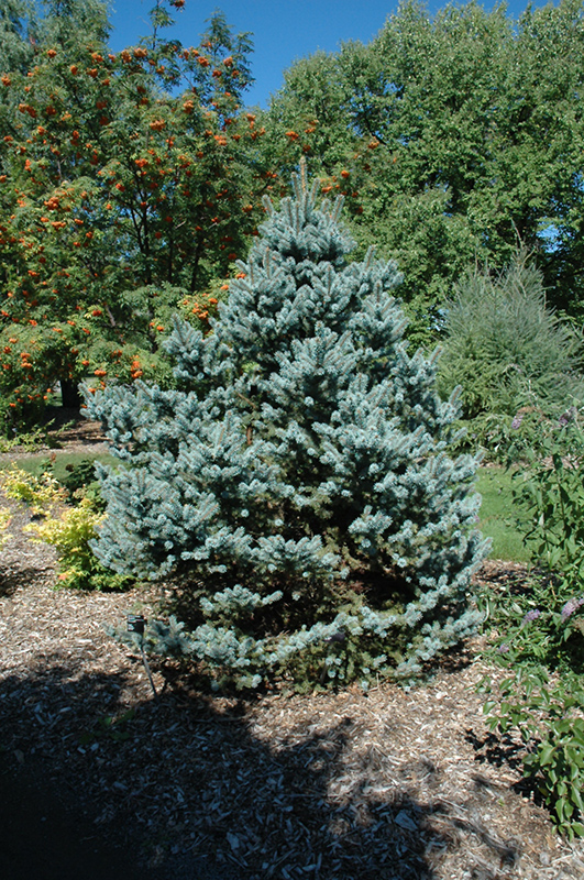 Avatar Blue Spruce (Picea pungens 'Avatar') at Tagawa Gardens