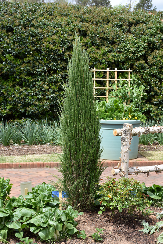 Blue Arrow Juniper (Juniperus scopulorum 'Blue Arrow') at Tagawa Gardens