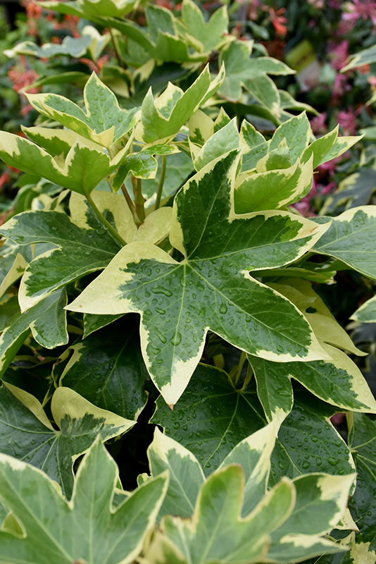 Bush Ivy (Fatshedera x lizei 'Angyo Star') at Tagawa Gardens