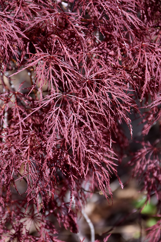 Red Filigree Lace Japanese Maple (Acer palmatum 'Red Filigree Lace') at Tagawa Gardens