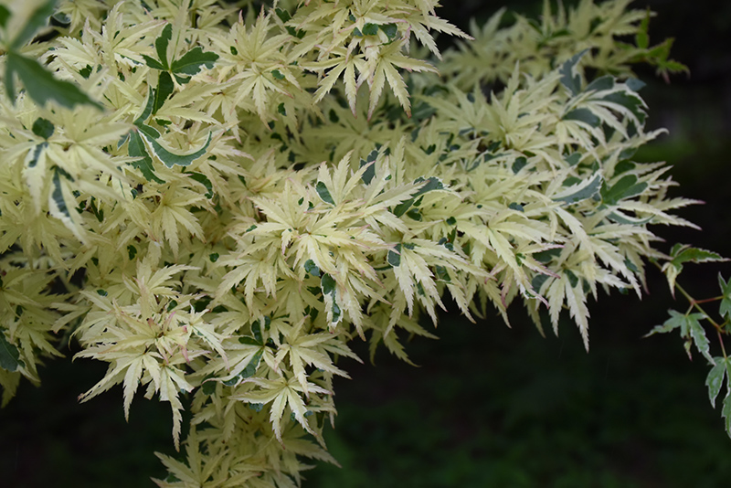 Butterfly Variegated Japanese Maple (Acer palmatum 'Butterfly') at Tagawa Gardens