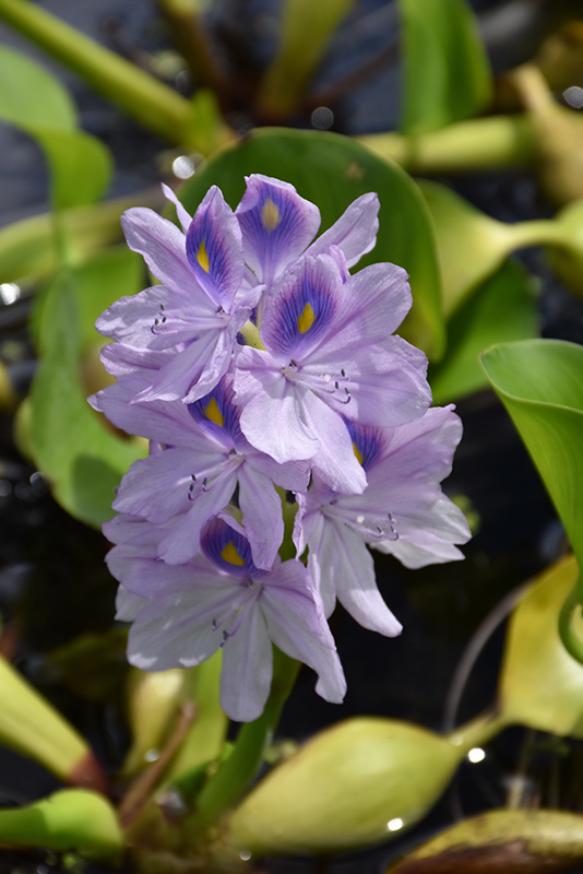 Water Hyacinth (Eichhornia crassipes) at Tagawa Gardens