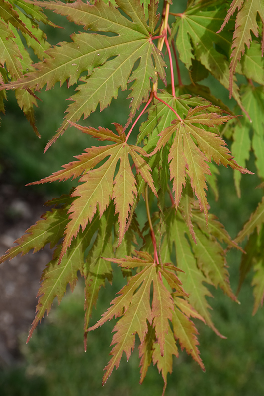 North Wind Japanese Maple (Acer 'IsINW') at Tagawa Gardens