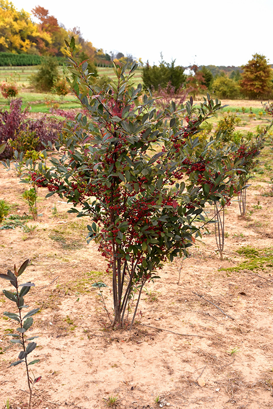 Brilliantissima Red Chokeberry (Aronia arbutifolia 'Brilliantissima') at Tagawa Gardens