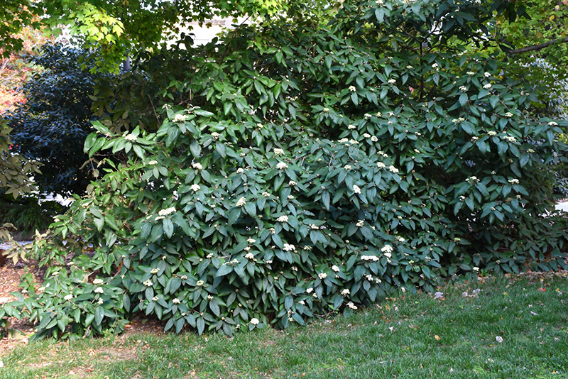 Alleghany Viburnum (Viburnum x rhytidophylloides 'Alleghany') at Tagawa Gardens