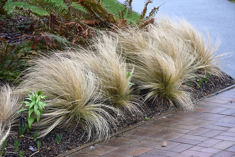 Mexican Feather Grass (Nassella tenuissima) at Tagawa Gardens