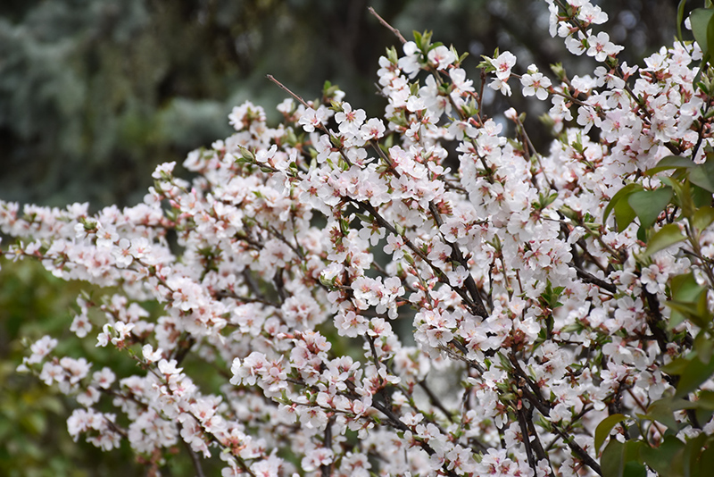 Nanking Cherry (Prunus tomentosa) at Tagawa Gardens