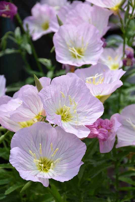 Siskiyou Mexican Evening Primrose (Oenothera berlandieri 'Siskiyou') in ...