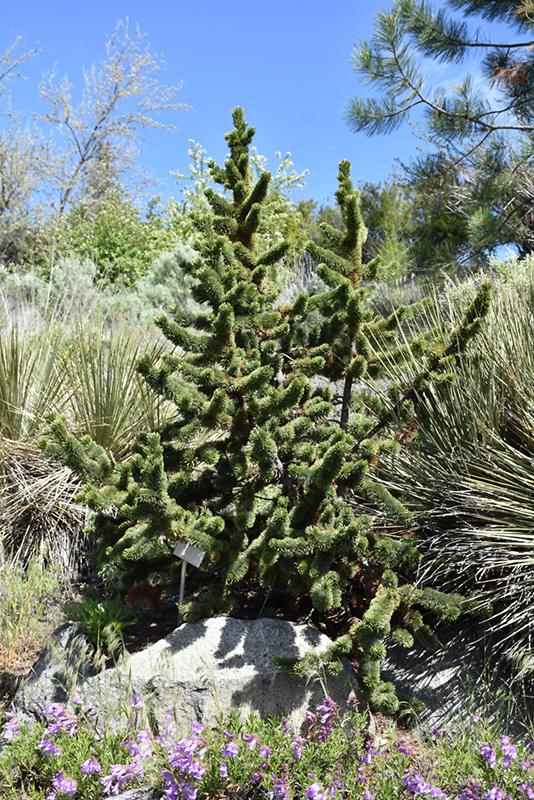 Bristlecone Pine (Pinus aristata) at Tagawa Gardens