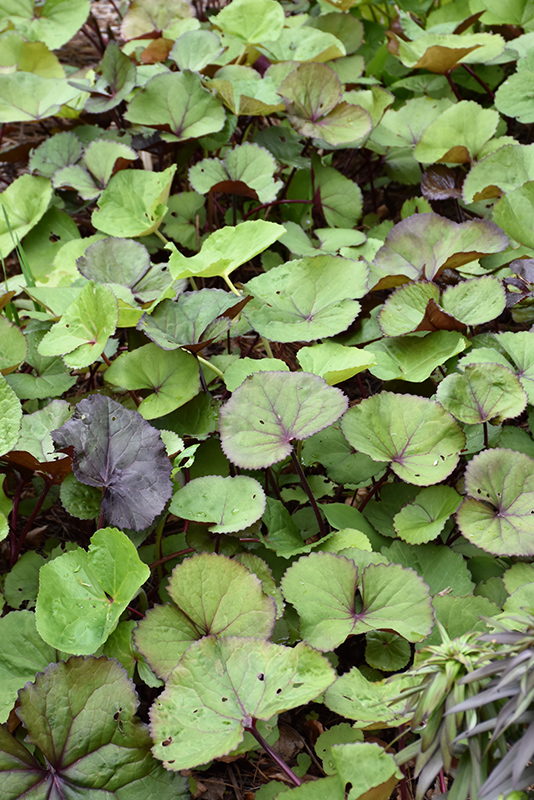 Othello Rayflower (Ligularia dentata 'Othello') at Tagawa Gardens