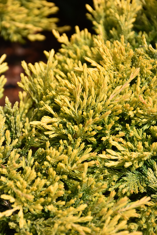 Gold Strike Juniper (Juniperus horizontalis 'Gold Strike') at Tagawa Gardens