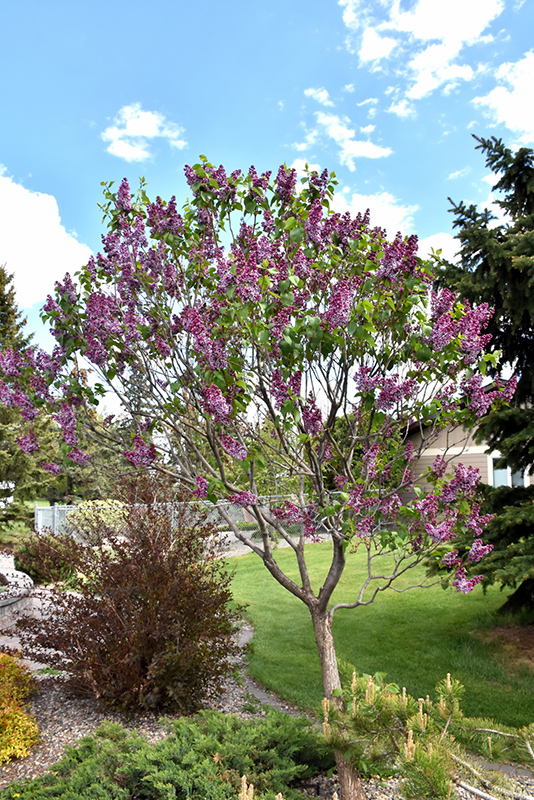 Sensation Lilac (Syringa vulgaris 'Sensation') at Tagawa Gardens