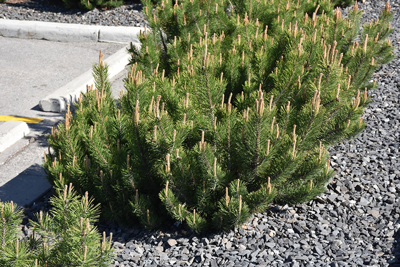 Dwarf Mugo Pine (Pinus mugo var. pumilio) at Tagawa Gardens