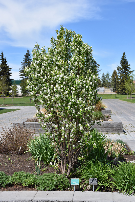 Standing Ovation Saskatoon Berry (Amelanchier alnifolia 'Obelisk') at Tagawa Gardens