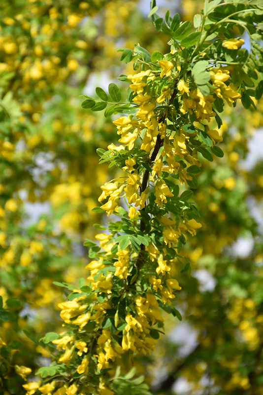 Peashrub (Caragana arborescens) at Tagawa Gardens