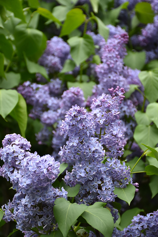 Wedgewood Blue Lilac (Syringa vulgaris 'Wedgewood Blue') at Tagawa Gardens