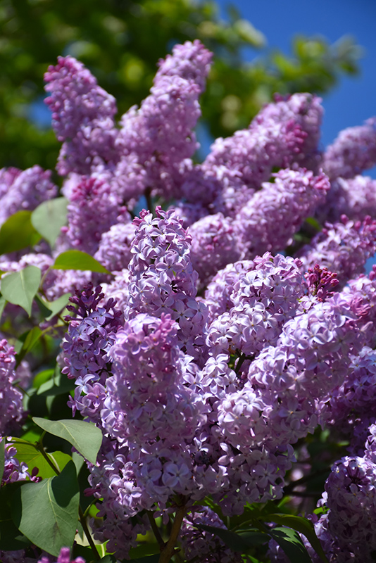 Common Lilac (Syringa vulgaris) in Denver Centennial Littleton Aurora  Parker Colorado CO at Tagawa Gardens